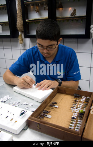 Entomologist classifying insects at the Veragua Rainforest Research and Adventure Park near Limon, Costa Rica. Stock Photo