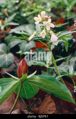 Cut-leaved Toothwort (Dentaria laciniate) and Toadshade Trillium (Trillium sessile) Stock Photo