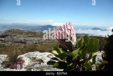 Protea flowers bloom. Table Mountain National Park ...