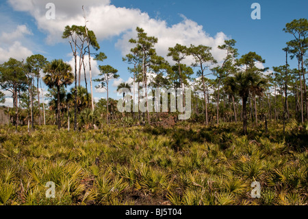 Saw Palmetto (Serenoa repens) and pines, Corkscrew Swamp Sanctuary, Florida, USA Stock Photo