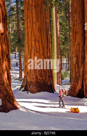 Backcountry skier at the Parker Group of Giant Sequoias, Giant Forest, Sequoia National Park, California Stock Photo