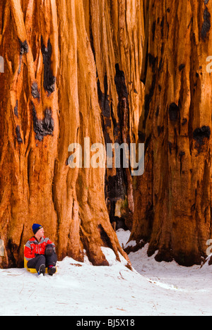 Backcountry skier at the Senate Grove of Giant Sequoias, Giant Forest, Sequoia National Park, California Stock Photo