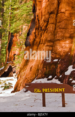 The President Giant Sequoia in winter, Giant Forest, Sequoia National Park, California Stock Photo
