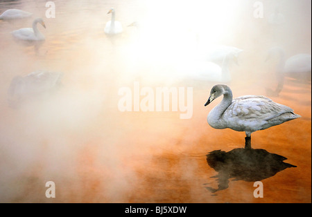 Whooper Swan - Lake Kussharo, Hokkaido, Japan Stock Photo