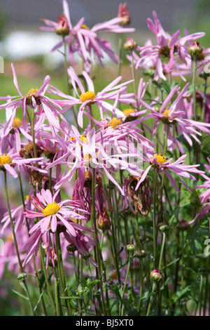 Pink Chrysanthemum flowers Hardy Chrysanthemum, Chrysanthemum x rubellum 'Clara Curtis' Stock Photo