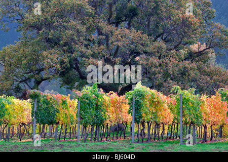 Vineyard and oak tree in fall color. Near Applegate, Oregon Stock Photo