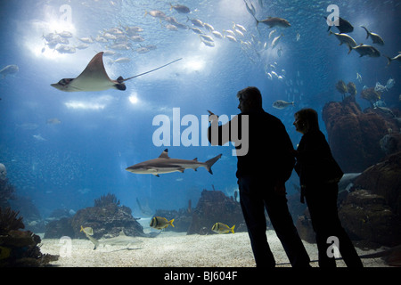 A couple in Lisbon Oceanarium watching fish in a large aquarium, Lisbon, Portugal Stock Photo