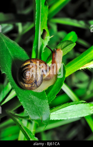 Snail is a common name for almost all members of the molluscan class Gastropoda that have coiled shells in the adult stage. Stock Photo