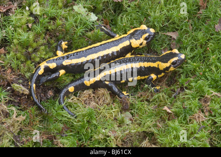 European Fire Salamanders (Salamandra salamandra terrestris). Stock Photo