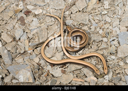 Slow Worms (Anguis fragilis). Juveniles. Stock Photo