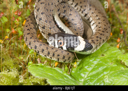 Spanish Grass Snake (Natrix natrix astreptophora). First year juvenile. Asteria Province, Spain. Stock Photo