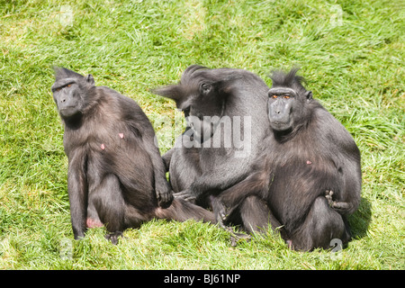 Sulawesi Crested or Crested Black Macaques (Macaca nigra). Trio. Stock Photo