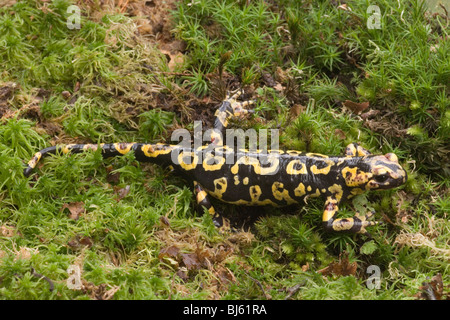 Portuguese Fire Salamander (Salamandra salamandra  gallaica). Stock Photo