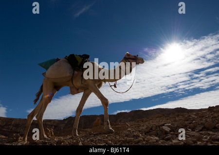 Camels in the Sinai desert of Egypt with clouds in a blue sky Stock Photo