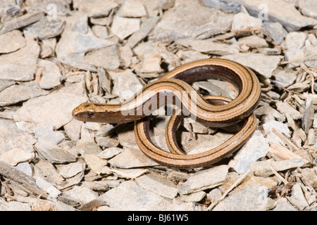 Slow Worm (Anguis fragilis). Young animal. Juvenile. Stock Photo