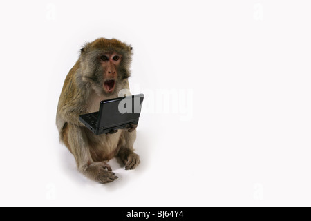 Rhesus Monkey playing computer game Stock Photo