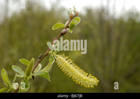 White Willow, salix alba Stock Photo