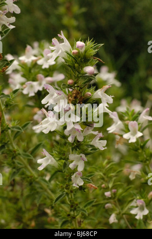Winter Savory, satureja montana Stock Photo
