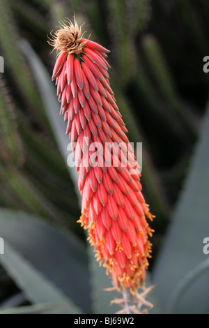 Arabian Aloe, Aloe rubroviolacea, Asphodelaceae, Saudi Arabia. Stock Photo