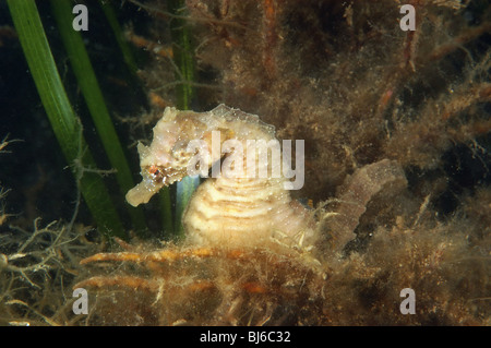 Short snout seahorse. Hippocampus hippocampus. In eelgrass, Zostera marina. Studland bay, Dorset. June 2008.