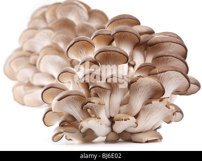 Oyster mushrooms on a white background Stock Photo
