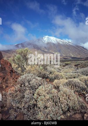 Tenerife - alpine vegetation on lava flow soil with Mount Teide capped by snow in distance Stock Photo