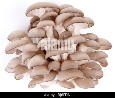 Oyster mushrooms on a white background Stock Photo