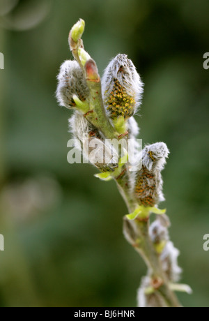 Musk Willow aka Egyptian Musk Willow, Salix aegyptiaca, Salicaceae, Armenia, Iran. Tree in Spring Displaying Catkins. Stock Photo