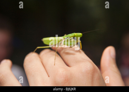 Indonesia, Sulawesi, Operation Wallacea, Lambusango forest reserve praying mantis on students hand Stock Photo