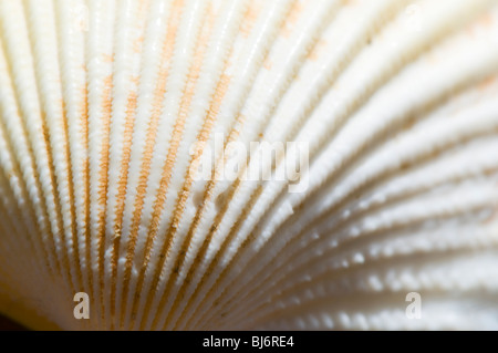 Shell With Horizontal Ridges Close up of ridges on cockle shell Stock Photo - Alamy