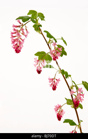 Ribes sanguineum flowering currant blooming bloom flowers 'pendent racemes' pink red tubular 'white background' Stock Photo