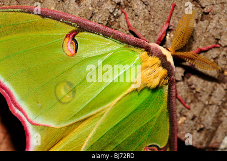 Green Luna moth (Actias luna) close-up. Stock Photo