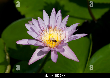 Nymphaacea Nymphacea genus Asian Water Lily, Thailand Stock Photo