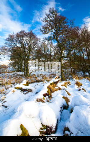 England, Northumberland, Northumberland National Park. Typical Northumberland scenery near the village of Otterburn Stock Photo