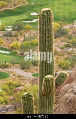 Saguaro Cactus Detail, Scottsdale, AZ, USA Stock Photo