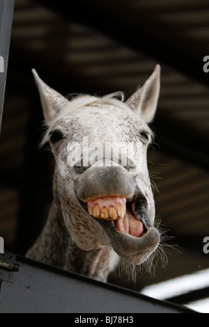 White horse with brown spots funny pose yawning in open air stable open mounth Stock Photo
