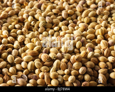 Coriander seeds, close up full frame Stock Photo