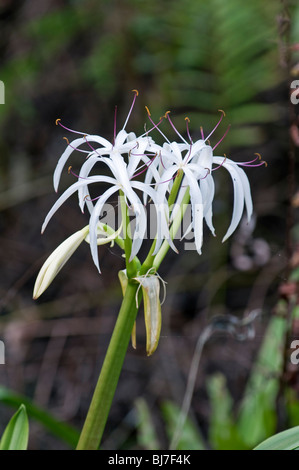 Swamp Lily: Crinum americanum: Corkscrew Swamp, Florida, USA. Also known as String Lily Stock Photo