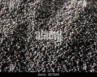 Poppy Seeds- Stock Photos Stock Photo