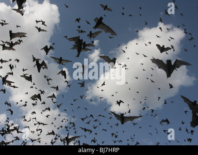 emerging Mexican free-tailed bat flying Austin Texas Stock Photo