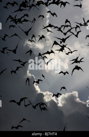 Mexican free-tailed bat emerging Texas Stock Photo