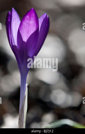 Purple and white crocus, Crocus vernus, in spring in Bath, England Stock Photo