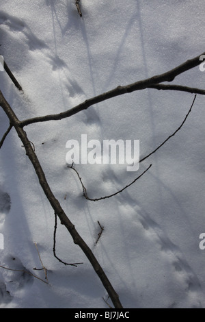 mouse tracks snow ohio Stock Photo