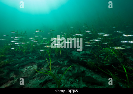 Yellow perch underwater in the St. Lawrence River in Canada Stock Photo