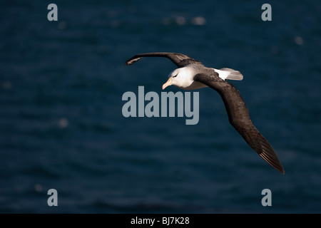 Black-browed Albatross Thalassarche melanophrys Schwarzbrauenalbatros Mollymawk Saunders Island Falkland Islands Stock Photo