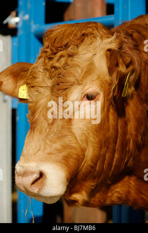 Pedigree Limousin Bull Stock Photo