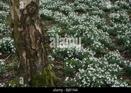 Carpet Of Common Snowdrops Galanthus nivalis Taken At Martin Mere WWT, Lancashire, UK Stock Photo