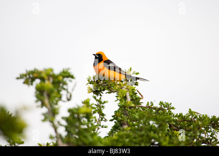 altamira oriole Stock Photo