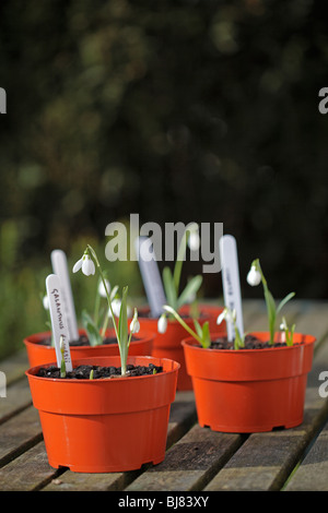 Galanthus elwesii - Snowdrops Stock Photo