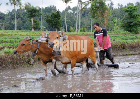 Rice Cultivation with cows and plough, Bali, Indonesia, Indo-Pacific Ocean Stock Photo